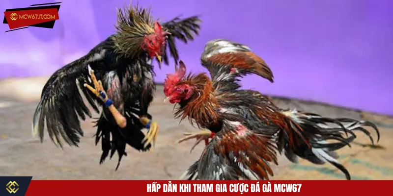 Đá gà MCW67 mang đến hình thức kèo đầy hấp dẫn