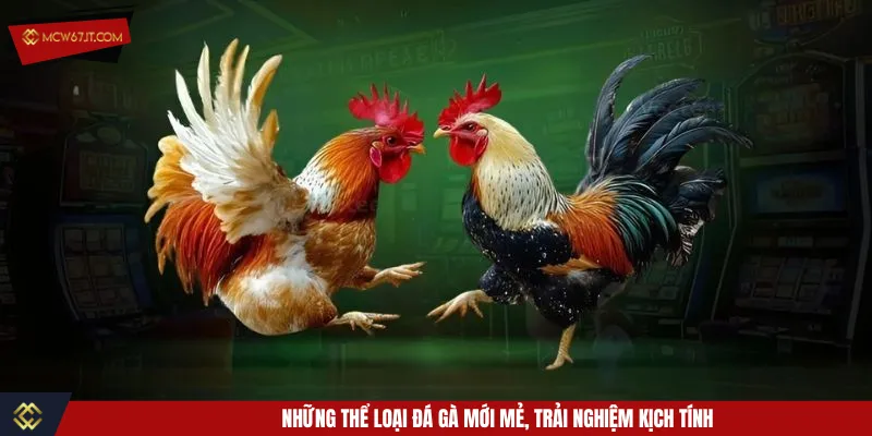 Khám phá các hình thức chọi kê đang được săn đón