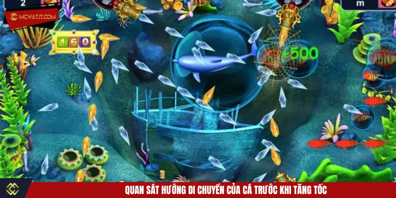 Quan sát hướng di chuyển của cá trước khi tăng tốc